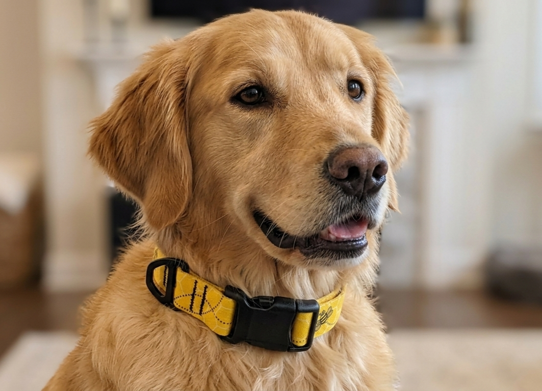 Urban Trail 1" Designer Dog Collar